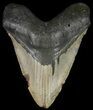 Fossil Megalodon Tooth - Huge Tooth #66131-1